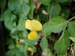 Image result for Vigna luteola