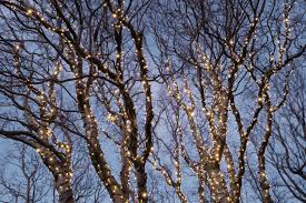 Pick a spot outside where you'd like to hang your string lights and identify a power source. How To Put Christmas Lights On Tall Outdoor Trees Davey Blog