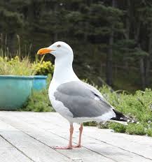 Large Grey Bird With White Ring Around Neck Untitled Pet Birds Sea Birds Bird Photo