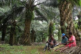 Bagi yang takde idea langsung pasal penanaman kelapa sawit, kami cuba terangkan seringkas boleh. Perkebunan Minyak Sawit Dapat Dibuat Lebih Ramah Keragaman Hayati Pakar Cifor Forests News