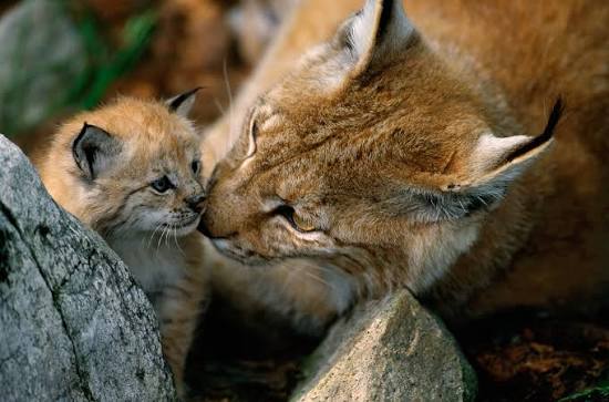The Lynx Lowdown: an interview with David Hetherington | Rewilding Europe