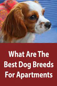 Best Dog Breeds For Apartments Apartment Dogs Breeds Apartment Dogs Best Dog Breeds