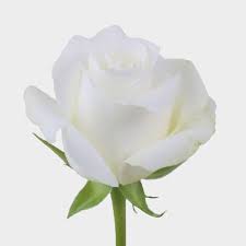 White roses portray innocence and purity. Rose Akito White 40 Cm Wholesale Blooms By The Box