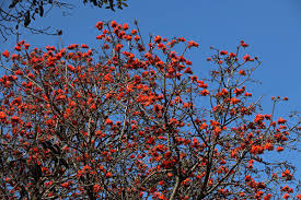 Image result for Erythrina lysistemon