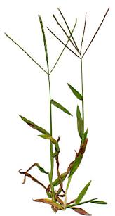 Image result for Digitaria dunensis