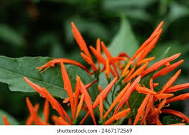 Image result for Justicia protracta