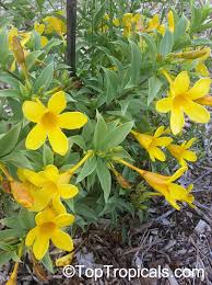 Image result for Allamanda schottii
