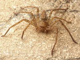 How To Tell If A Spider Is Not A Brown Recluse Spiderbytes