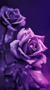 Purple Rose Background Wallpaper Iphone Best Hd Wallpapers Gold Wallpaper Iphone Rose Gold Wallpaper Rose Gold Wallpaper Iphone