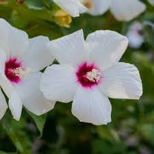 Image result for Hibiscus mechowii