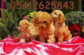 Toy Poodle Yavru 05412625843 Toy Poodle Yavru 05412625843 Kopek Kopekseverler Kopeksahiplendirme Kopekyavrusu Evcilhayva Poodle Evcil Hayvanlar Kopek