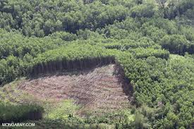 Short speech on tree plantation in english. What S Wrong With Tree Plantations