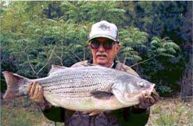 World Record Hybrid Striped Bass