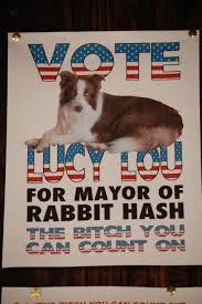 mayor of rabbit hash ky lucy lou mayor of rabbit hash back road riding america travel pinterest