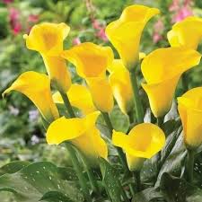 epingle par cat6694 sur couleur jaune fleur jardin couleur jaune fleurs
