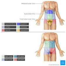 It is part of the peritoneum that lines the inside of the abdomen, covering most of the organs. Abdominal Wall Layers Muscles And Fascia Kenhub