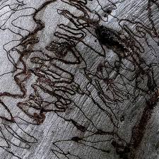 Image result for Dissotis falcipila