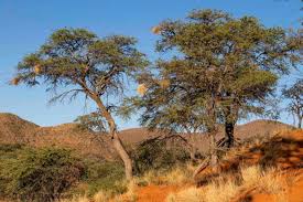 Image result for Acacia haematoxylon