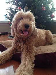 The breed is highly popular blue ridge goldendoodle puppies points out that the breed is considered a hybrid, and as such, most major kennel clubs including akc do not register them. The Harris Farm Mini Goldendoodles