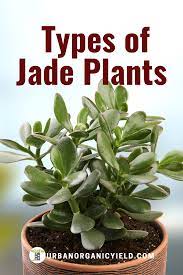 Different Types Of Jade Plants Jade Plant Care Types Of Succulents Plants Jade Plants