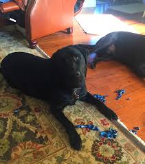 Some types they cannot inject into a joint. Side Effects Of The Bordetella Shot Two Adorable Labs