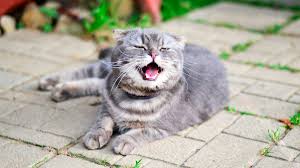 Why Is My Cat Sneezing