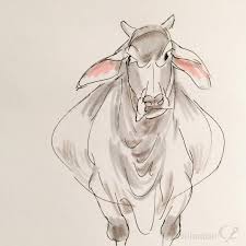 Skeptical Brahman Cow Is Skeptical We Were Drawing Cows In Class Today Brahmancattle Floopyears Skepticalcow Bovineart Cow Drawing Drawings Brahman