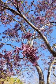 Image result for Millettia lasiantha