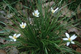 Image result for Zephyranthes candida