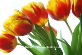 Whether you've just received tulips as a gift or you're displaying. Growing Tulips Indoors Steps For Forcing Tulip Bulbs
