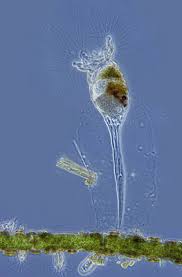 Image result for Microglossa densiflora