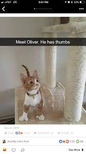 Pin By Dial C For Crafter On Cattier Cute Cats And Kittens Cute Cats Cute Baby Animals