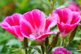 The company have warehouse and sales office in usa, production bases and supply chain management companies in dongguan, foshan, malaysia and sales branches in shenzhen, china. What Is A Godetia Plant Learn About Clarkia Flowers In The Garden