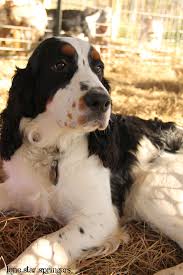 Black And White Working English Springer Spaniel Viggo Our Handsome Tri Colored English Springer Spaniel Male Lone Star Springers Springer Spaniel Spaniel Breeds Springer Spaniel Puppies