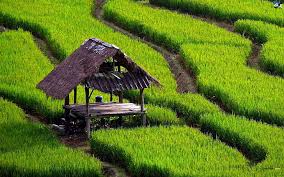 We've gathered more than 5 million images uploaded by our users and sorted them by the most popular ones. Wallpaper Padi Sawah Hd Unduh Gratis Wallpaperbetter