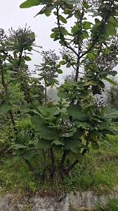 Image result for Wigandia urens