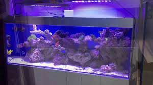 Zestaw Akwarystyczny Classic Reef Argus Aquarium Design Garden 695807066 Youtube