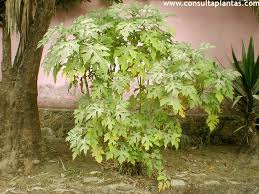 Image result for Montanoa bipinnatifida