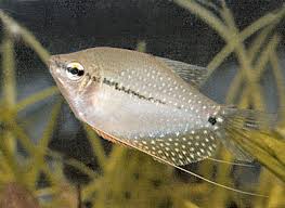 Pearl Gourami Trichopodus Leerii Lace Gourami