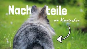 Hunde, katze, exotische tiere und andere. Nachteile An Kaninchen Youtube
