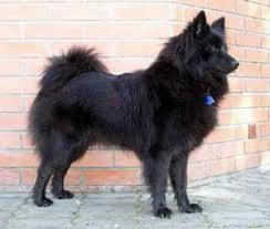 Pin On American Eskimo Friends