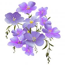 Image result for flowers against white background