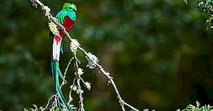 33 del 18 de noviembre de 1871, donde fue declarado como ave nacional de guatemala. Que Es El Ave Nacional De Guatemala 2021