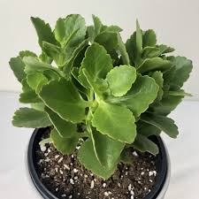 Image result for Kalanchoe dyeri
