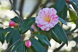 Check spelling or type a new query. How To Grow Camellias