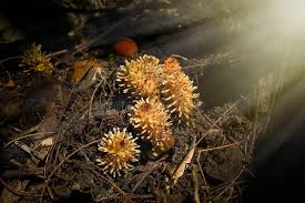 Image result for Balanophoraceae