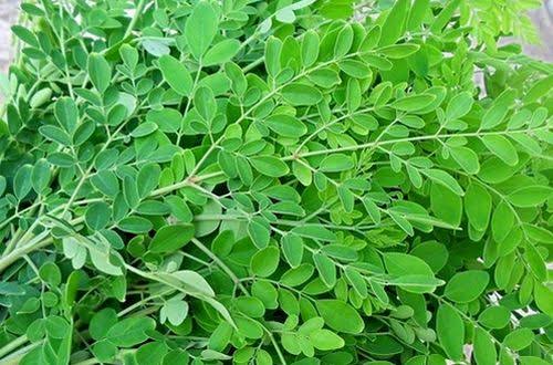 murungai keeraiக்கான பட முடிவுகள்