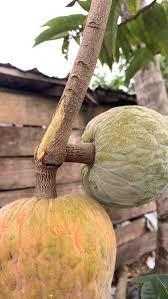 Image result for Myrianthus holstii