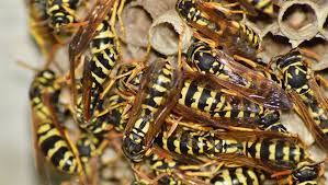 We follow the most rigorous industry standards when it comes to the cleanliness and pest control of our. Island Pest Control Hilton Head Wasp Exterminator