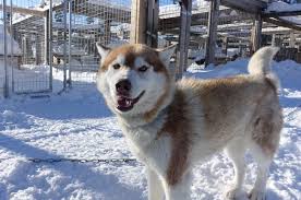 Und entwickelten sich in den einzelnen volksstämmen bis zu ihrer heutigen. Hunderassen Bei Unseren Partnern In Skandinavien